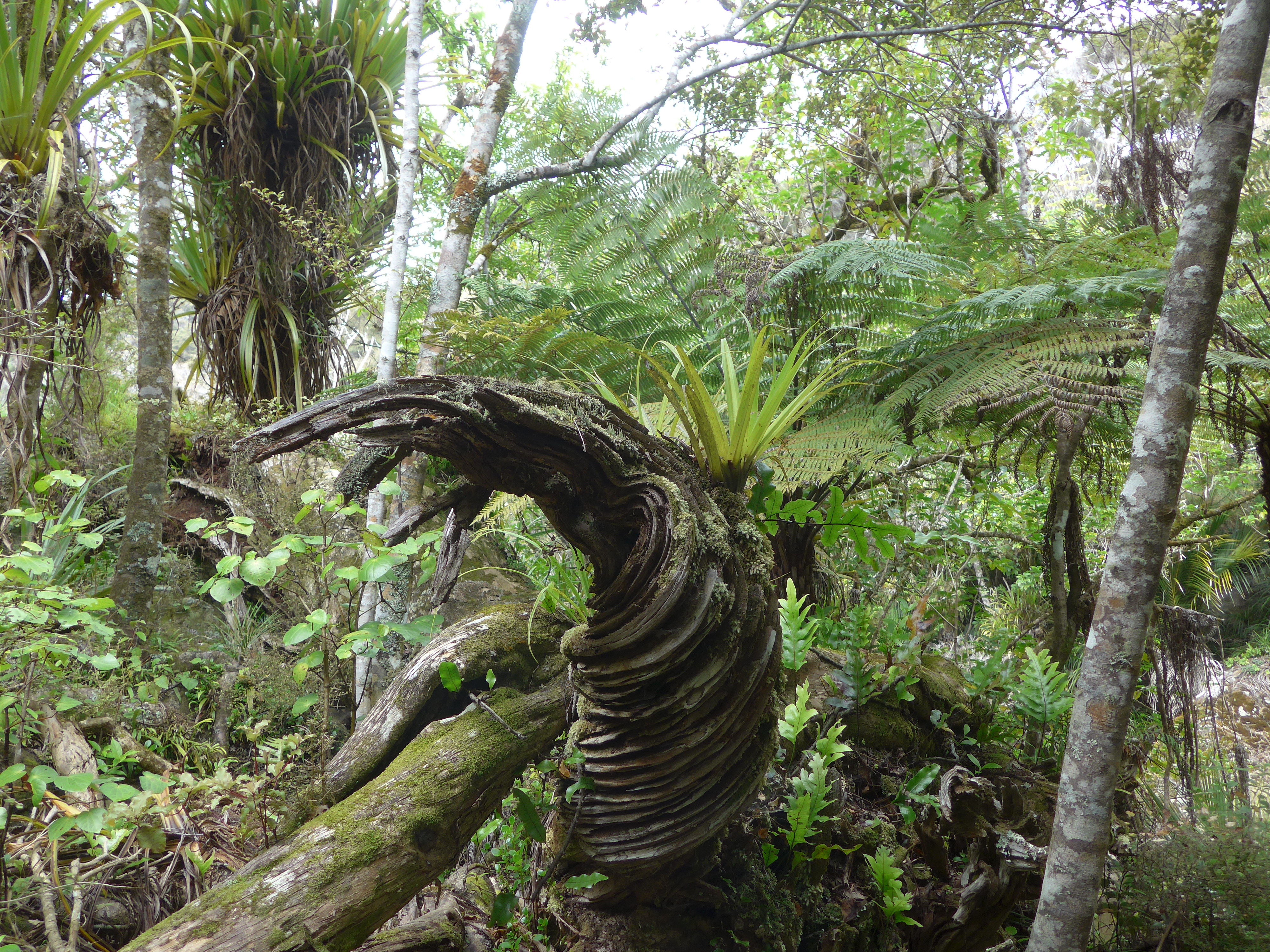 Alle Botaniker müssen NZ eigentlich lieben - hier gibt es wahrscheinlich so ziemlich alle Gewächse, die man irgendwo finden kann :)